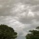 Dark rain clouds gathering above green trees in Charotar, Gujarat indicating rainy weather